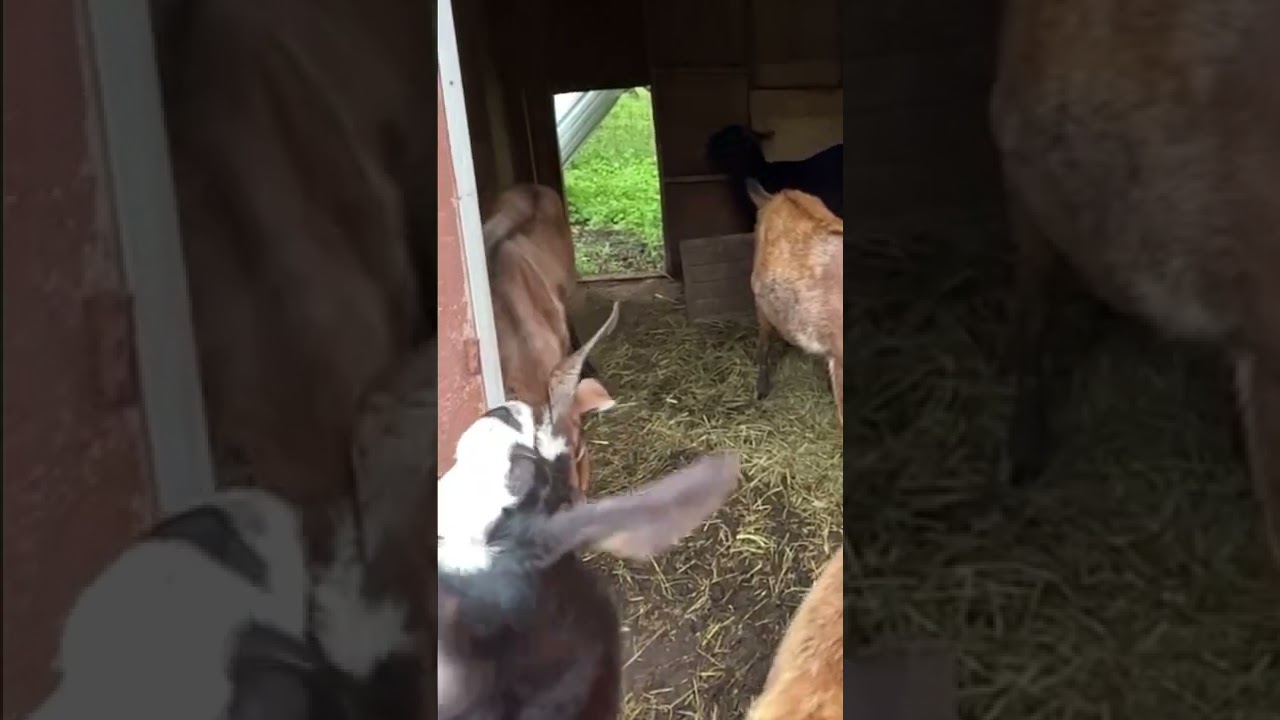 Goat lips are funny in slow motion.  Lark the goat.