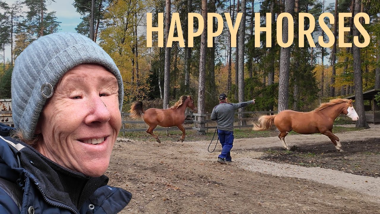 Releasing my horses in the woods