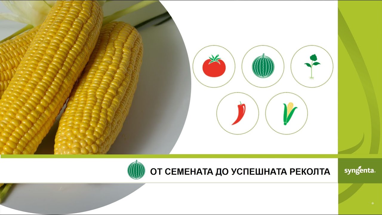 От семената до успешната реколта: Отглеждане на сладка царевица