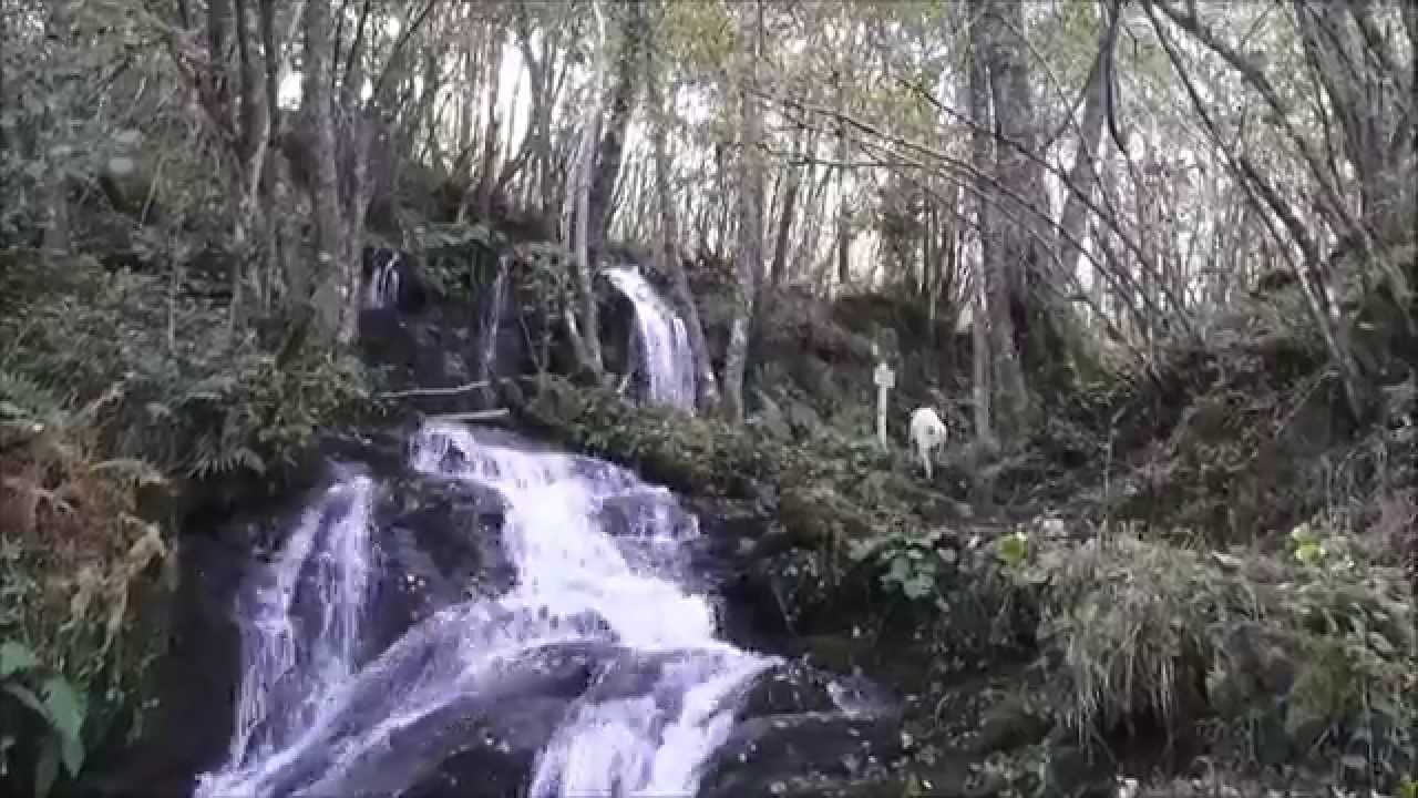 Hayedo de Busmayor en Otoño.  El Bierzo