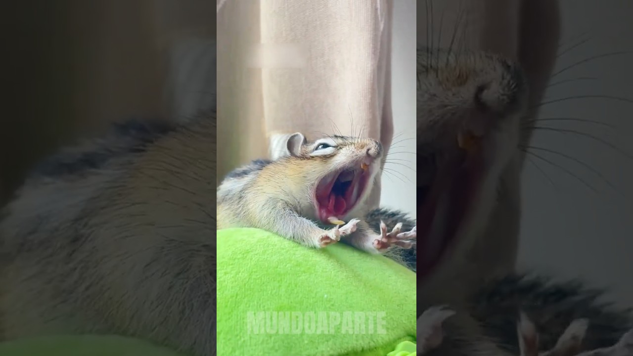 ESQUILO-LISTRADO. #bicho #animal #curiosidades #esquilo