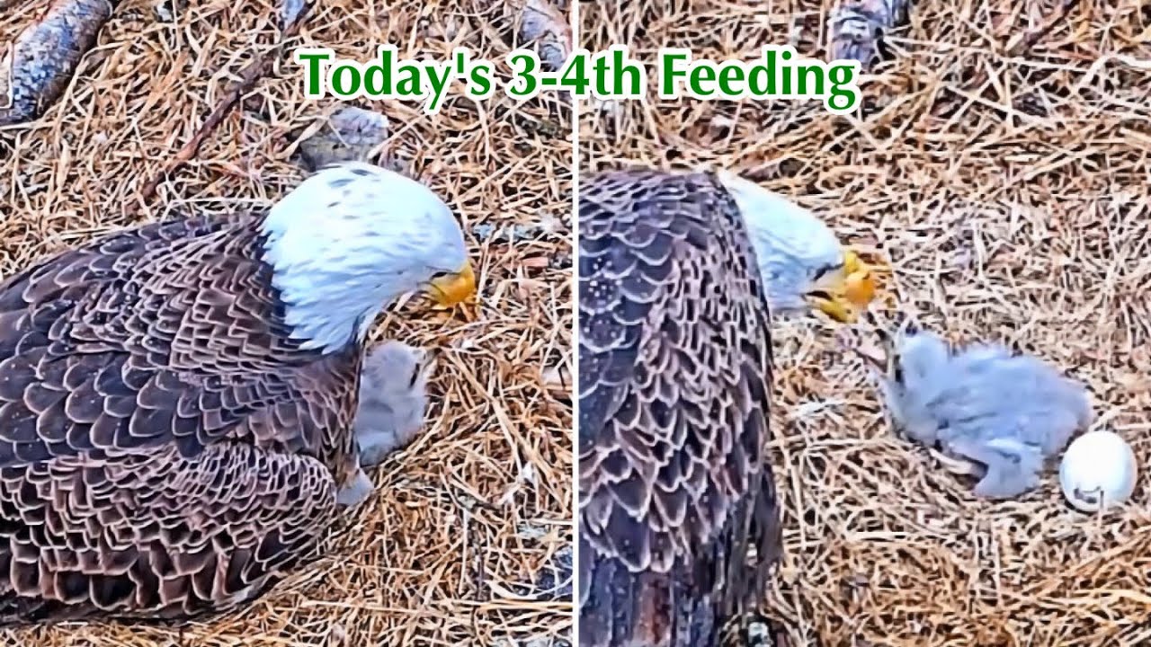 #88🦅🐥9°🥚／Duke Farms Eagle Nest 2026／Duke Mom💗Duke Dad／by Duke  Farms