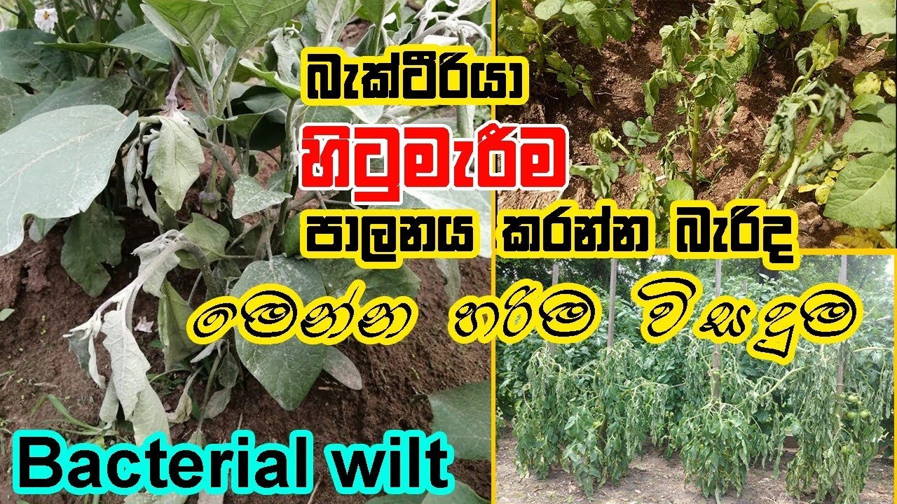 බැක්ටීරියා හිටුමැරීම පාලනය කරමු - Bacterial Wilt