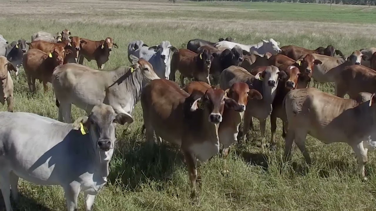 cbv bullsale 2021