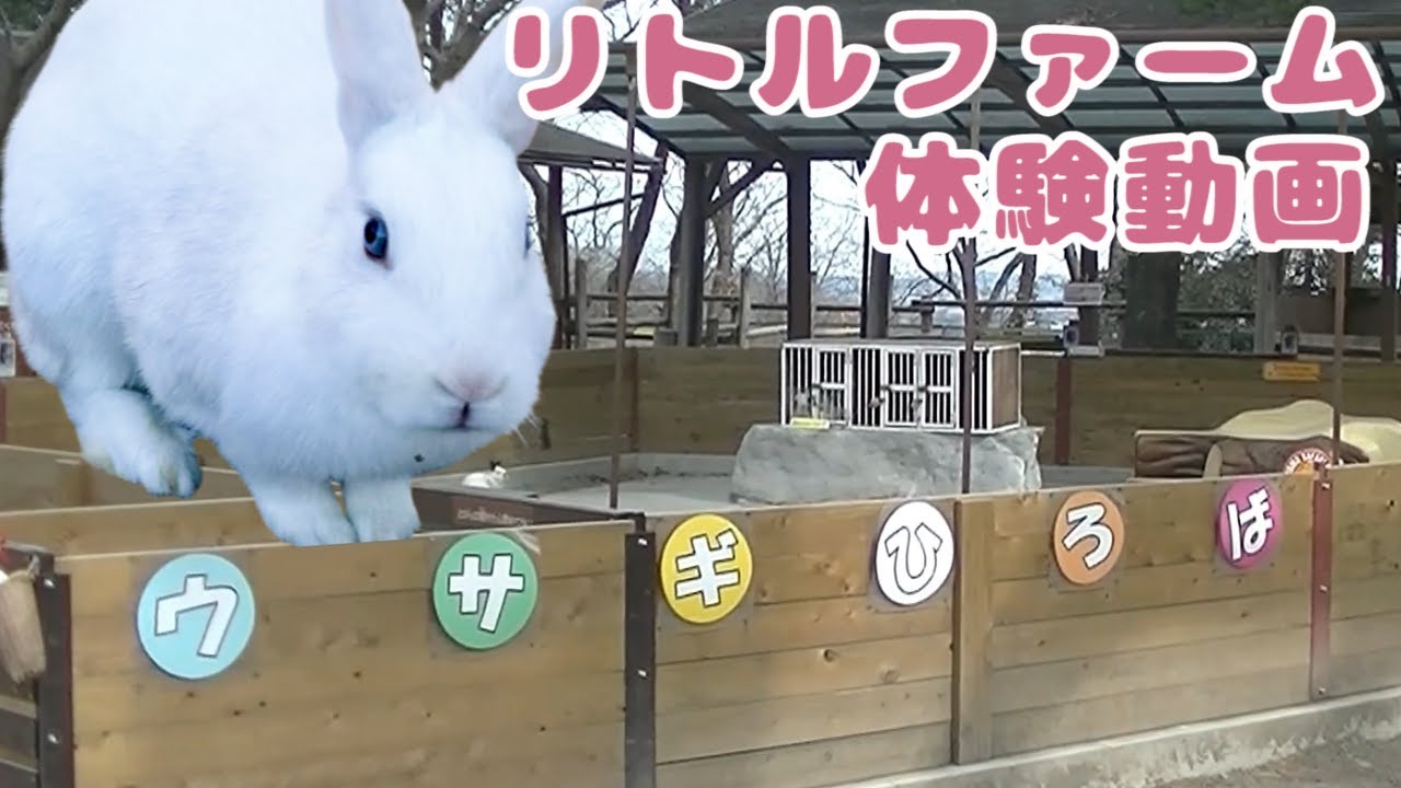 【小さい動物大集合】リトルファームでオンライン触れ合い体験！ポニーの乗馬もできます！Gunma SafariPark online tour at 