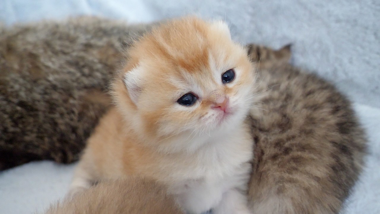 Kittens seem to have inherited only the best parts of their mama and papa cats...