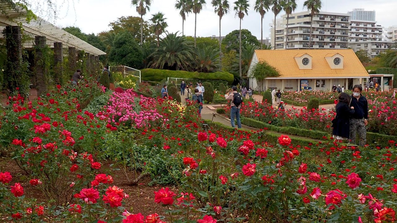 CHIBA.Yatsu Rose Garden 2020 Autumn.#4K #谷津バラ園
