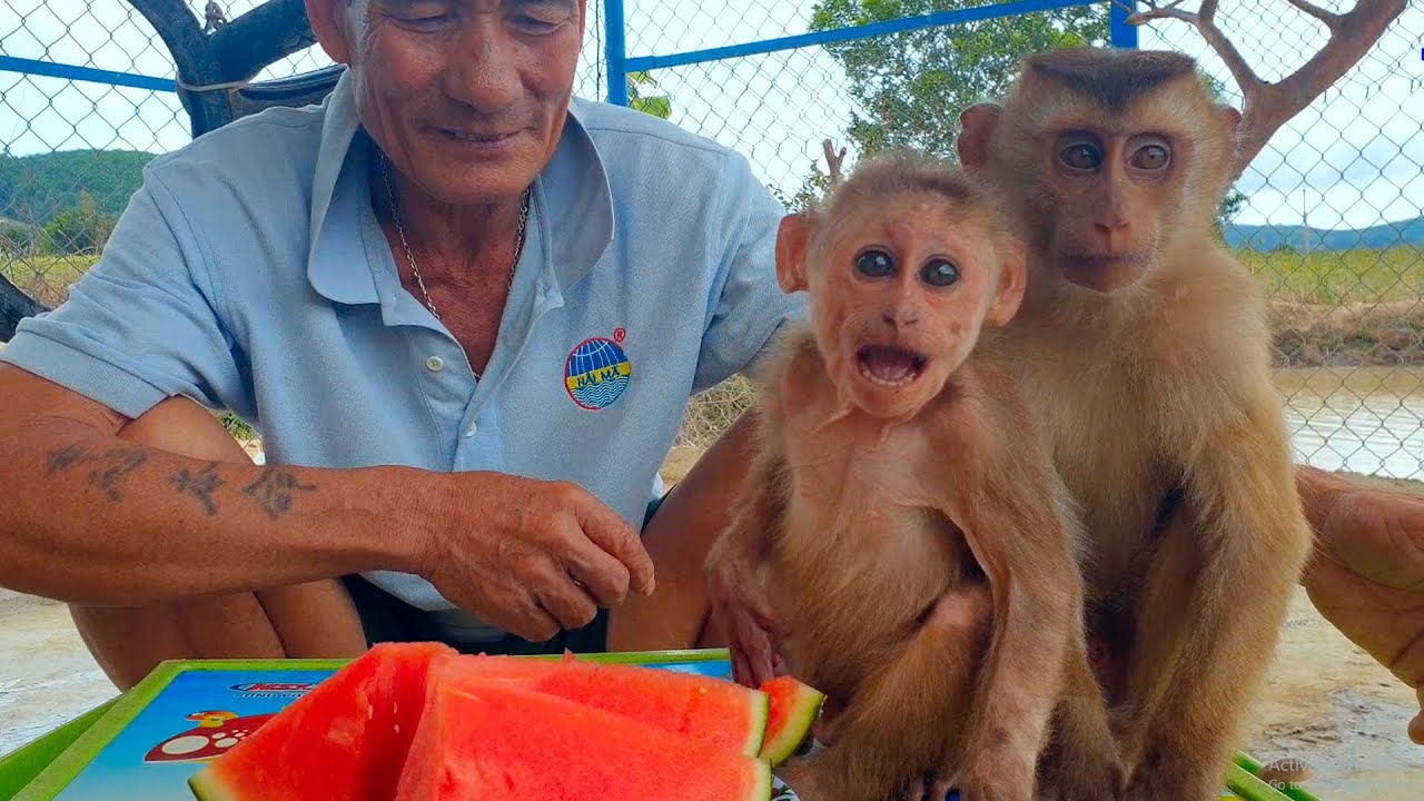 Grandpa's excited about Monkey Sam & Asher Jr