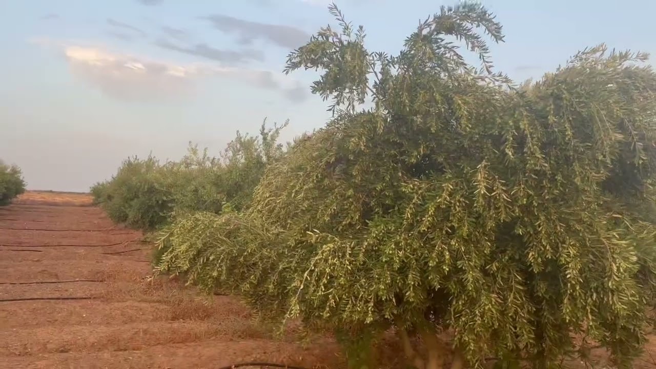 نمودج لمشروع الاربوزانة الاسبانية غرس 6m/6m🌿