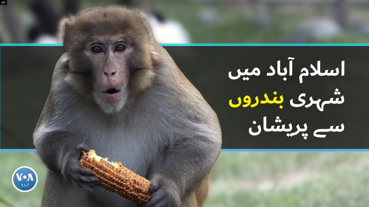 Margallas' monkeys become trouble for Islamabad residents| VOA URDU