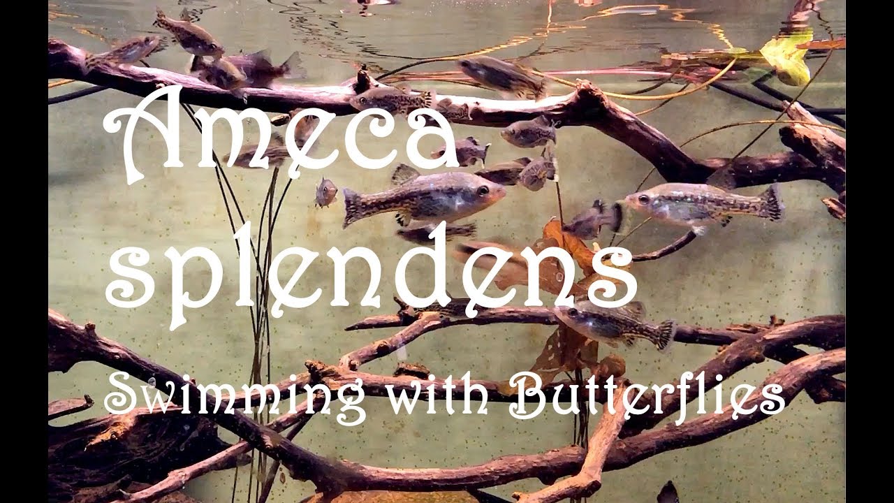 Ameca splendens: Плавание с бабочками