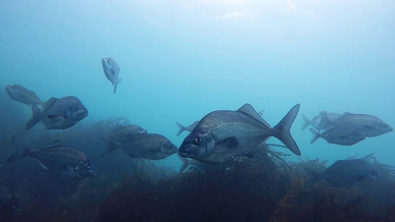 Catlins Coast Diving