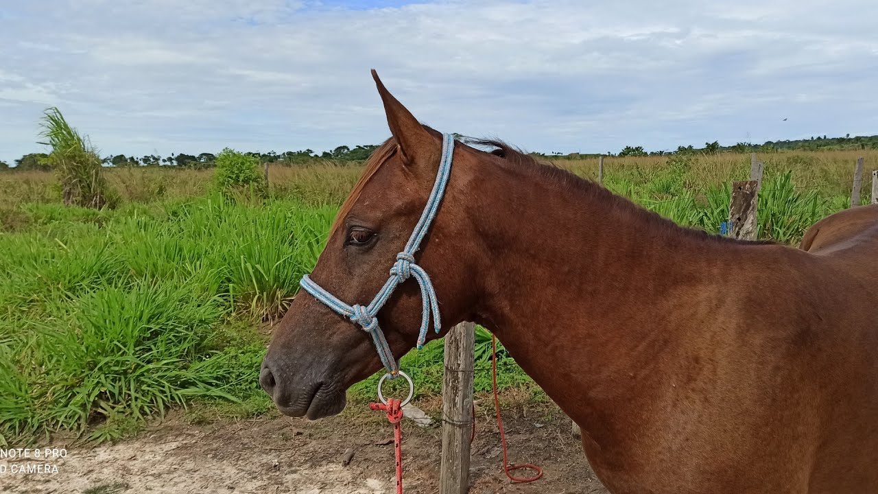 COMO FAZER CABRESTO DE DUAS PERNAS PARA CAVALO