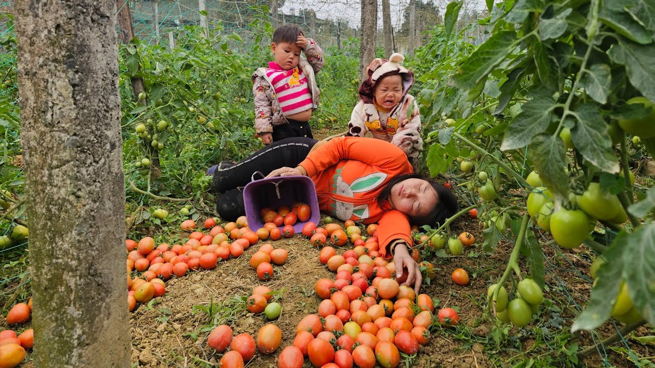 Single mother fell while picking tomatoes - lý thi My