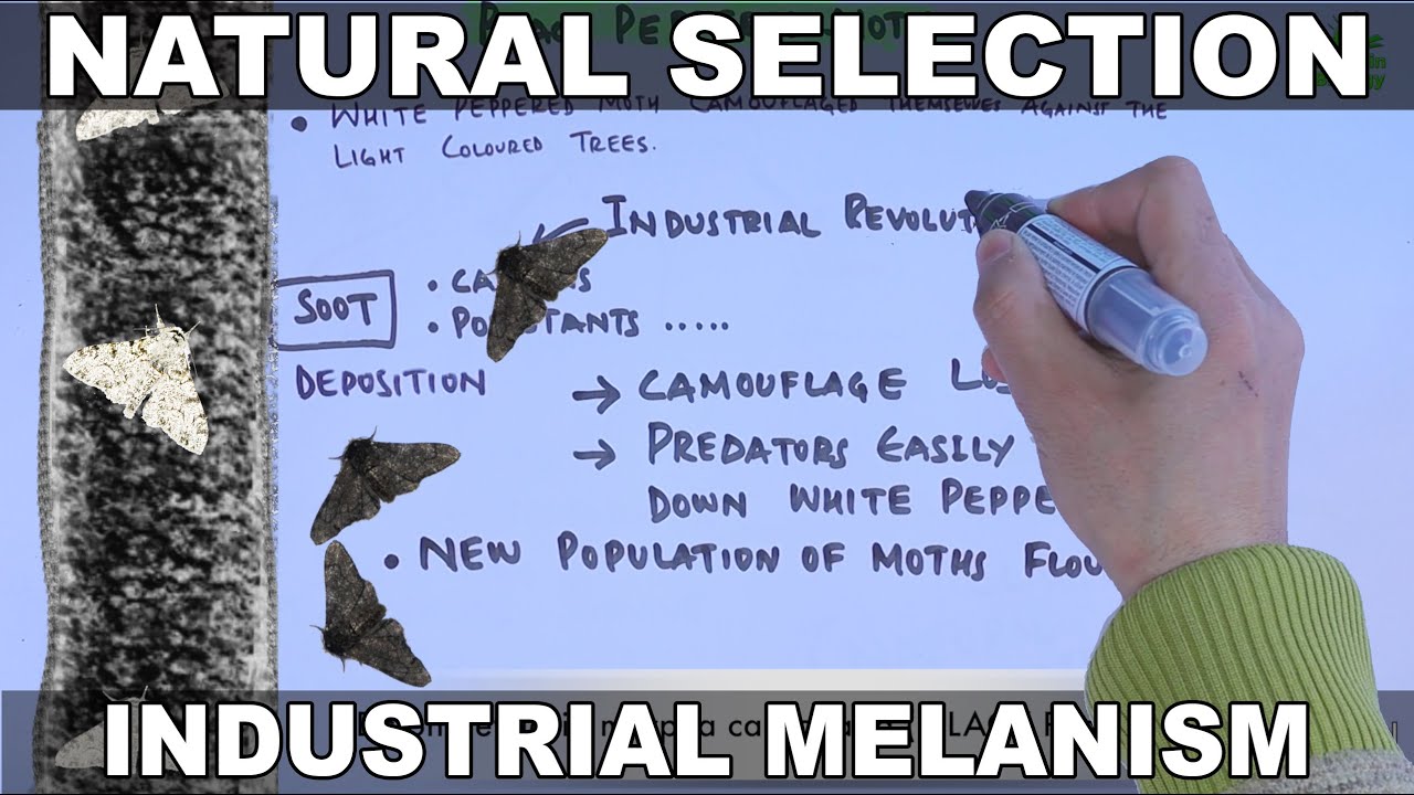 Natural Selection | Black Peppered Moth