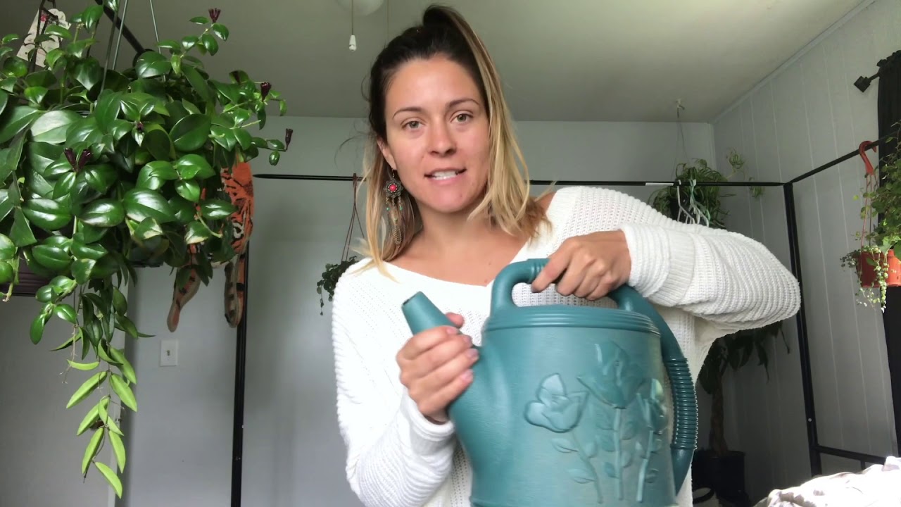 My Weekly 300 Houseplant Care Routine! Easy & Cheap Indoor Plant Routine!