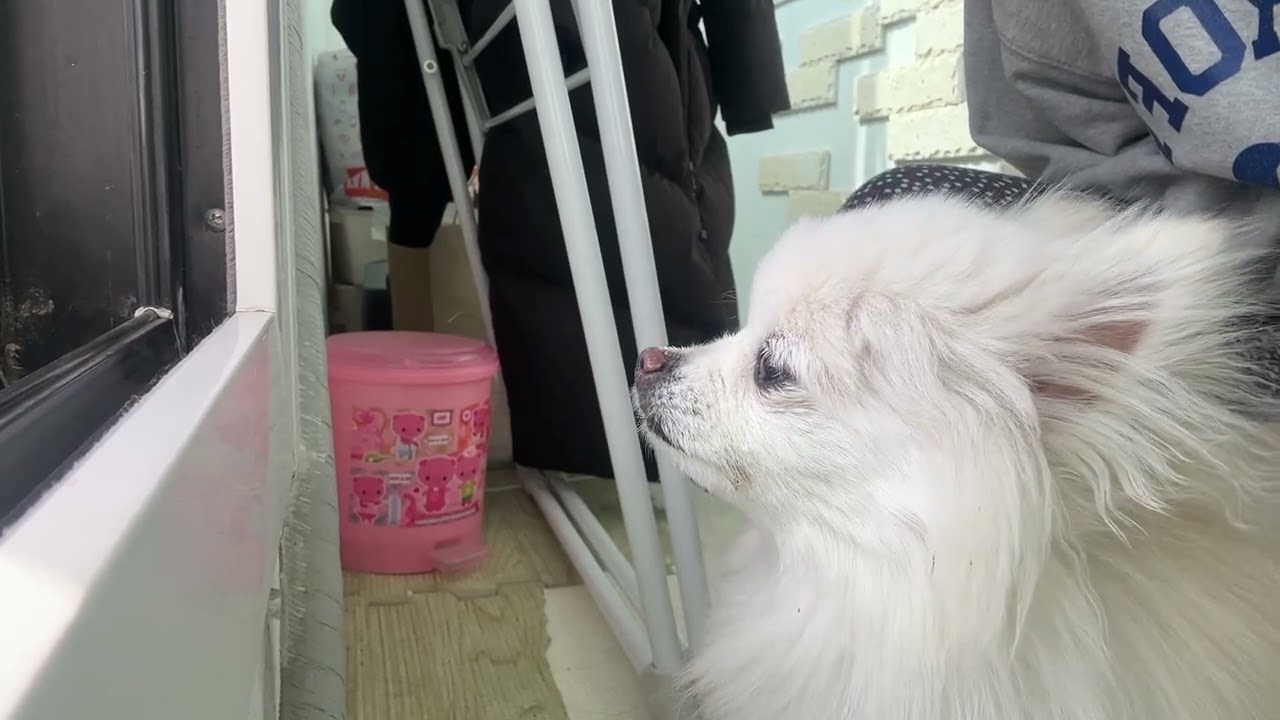 바깥공기 맡기
