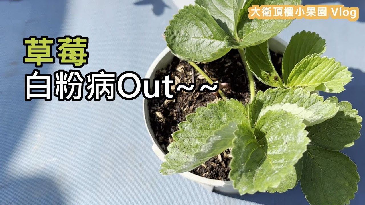 白粉病滾吧!草莓如何防治白粉病