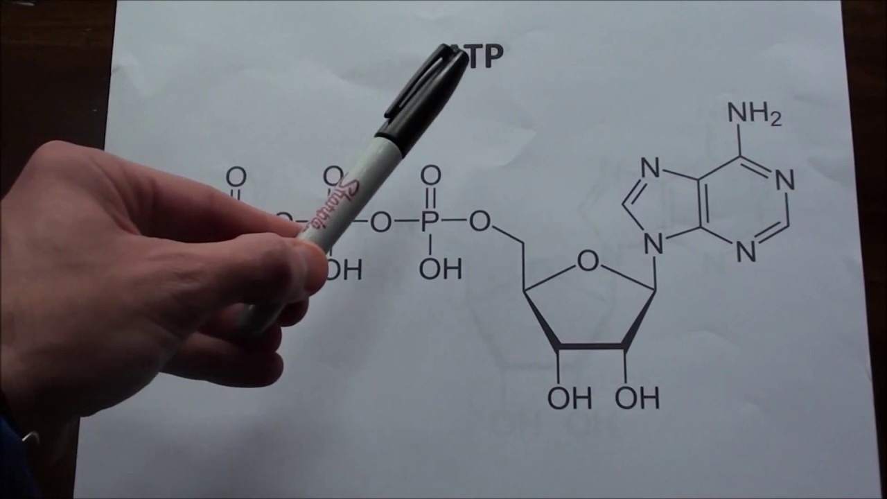 Vitamin B3 (Niacin) and Why important for Runners