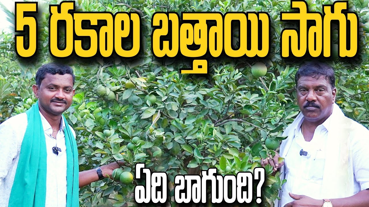 5 రకాల బత్తాయి పండిస్తున్న | Mosambi Farming