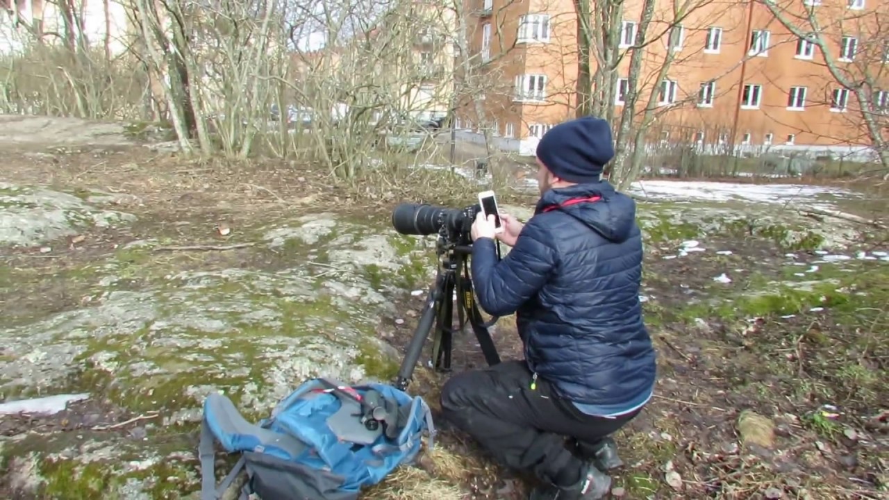 Sidensvans och fotograferande skådare vid Fågelbaren i Eriksdalslunden (Stockholm) [12/3 2017]