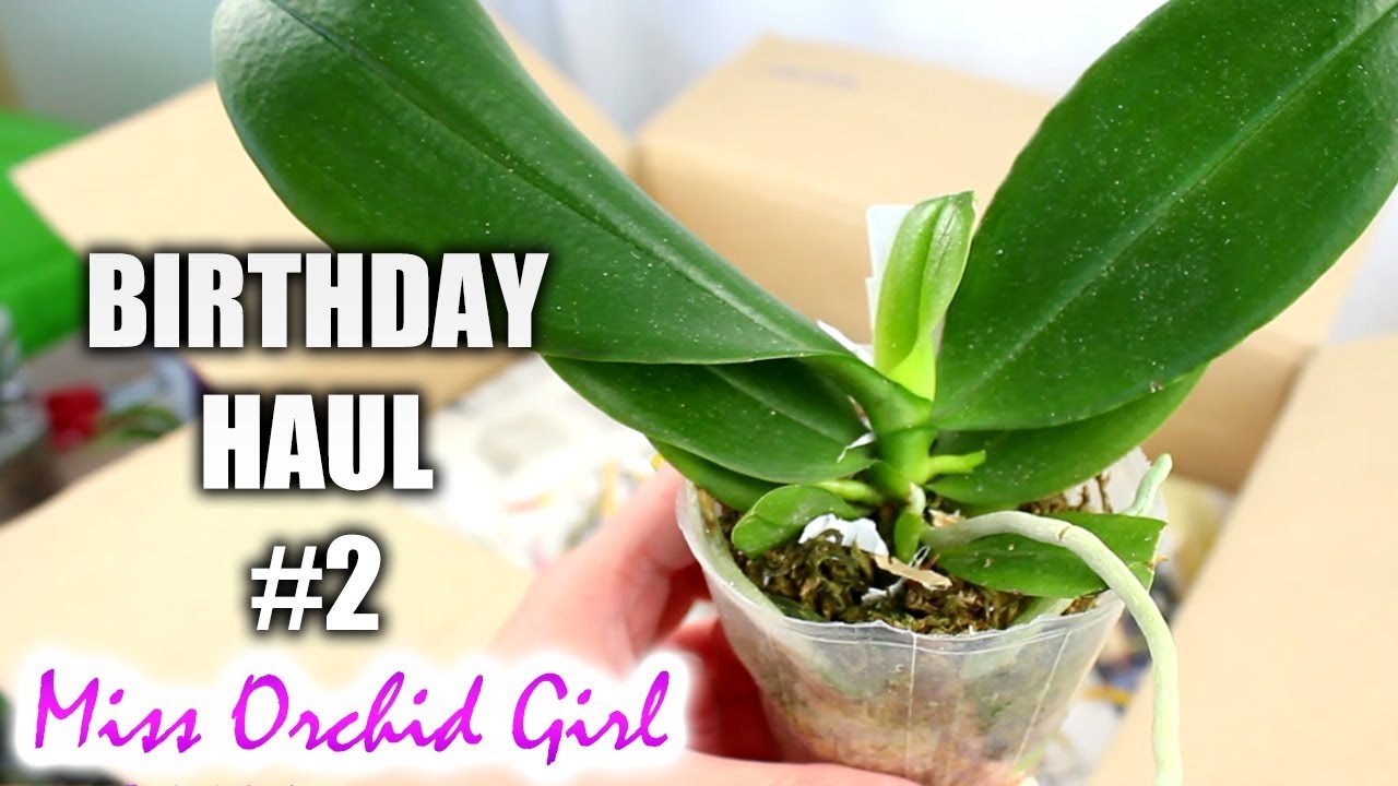 Birthday Orchid Haul - Part 2 OrchidsDeluxe (Phalaenopsis Wonderland!)