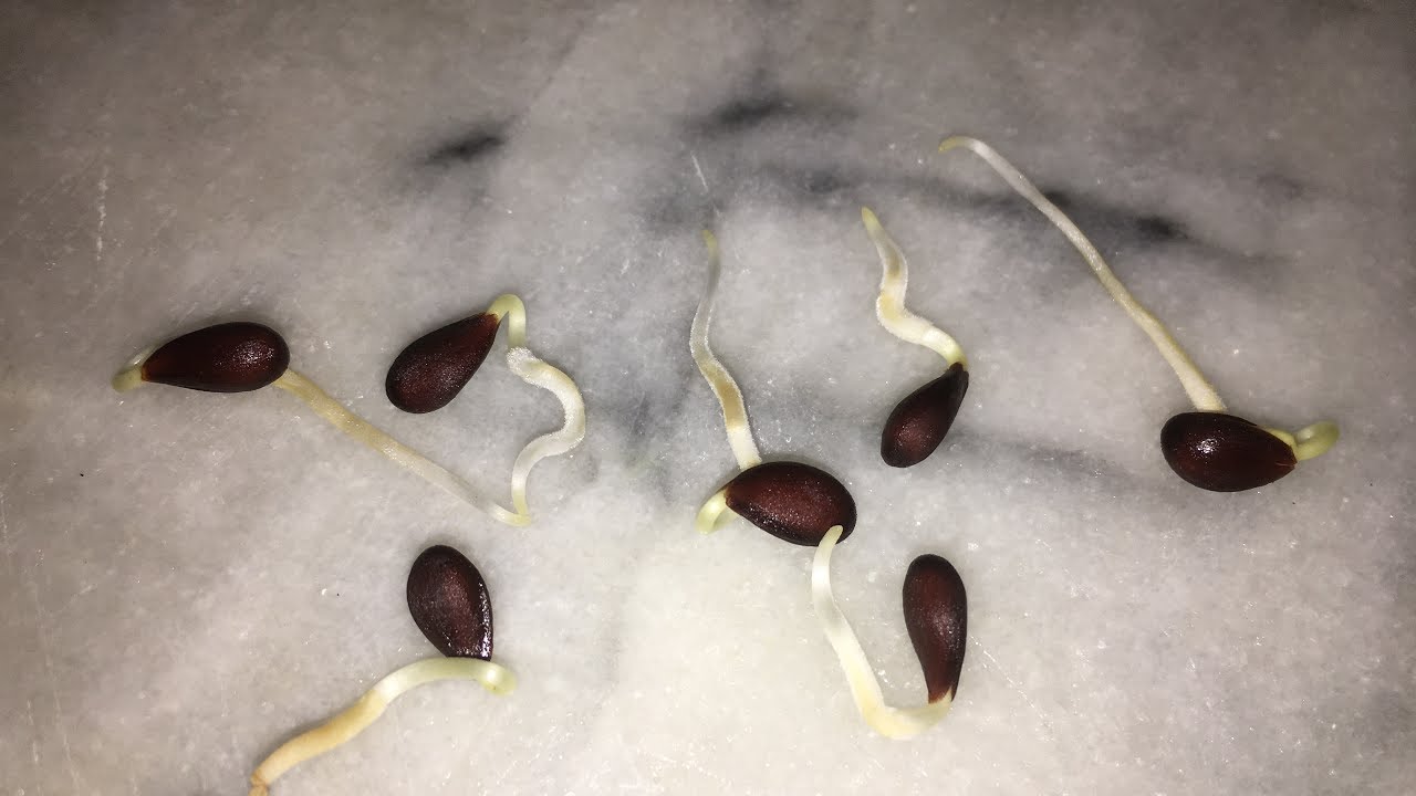 Como germinar Semillas de manzana