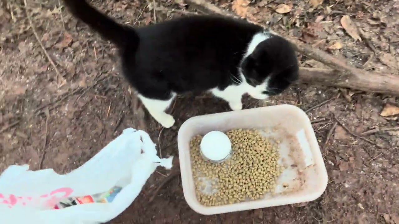 Day #293 feeding homeless cats 