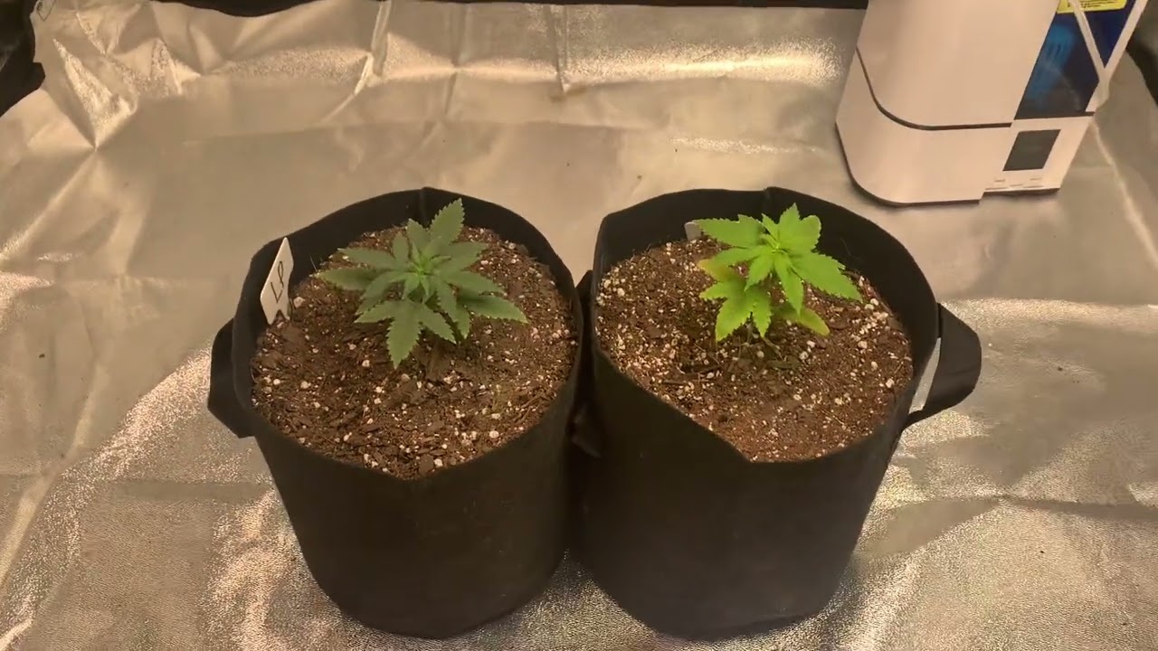 420 FastBuds Lemon Pie Auto | Strawberry Pie Auto. Seed to Harvest Ep 2