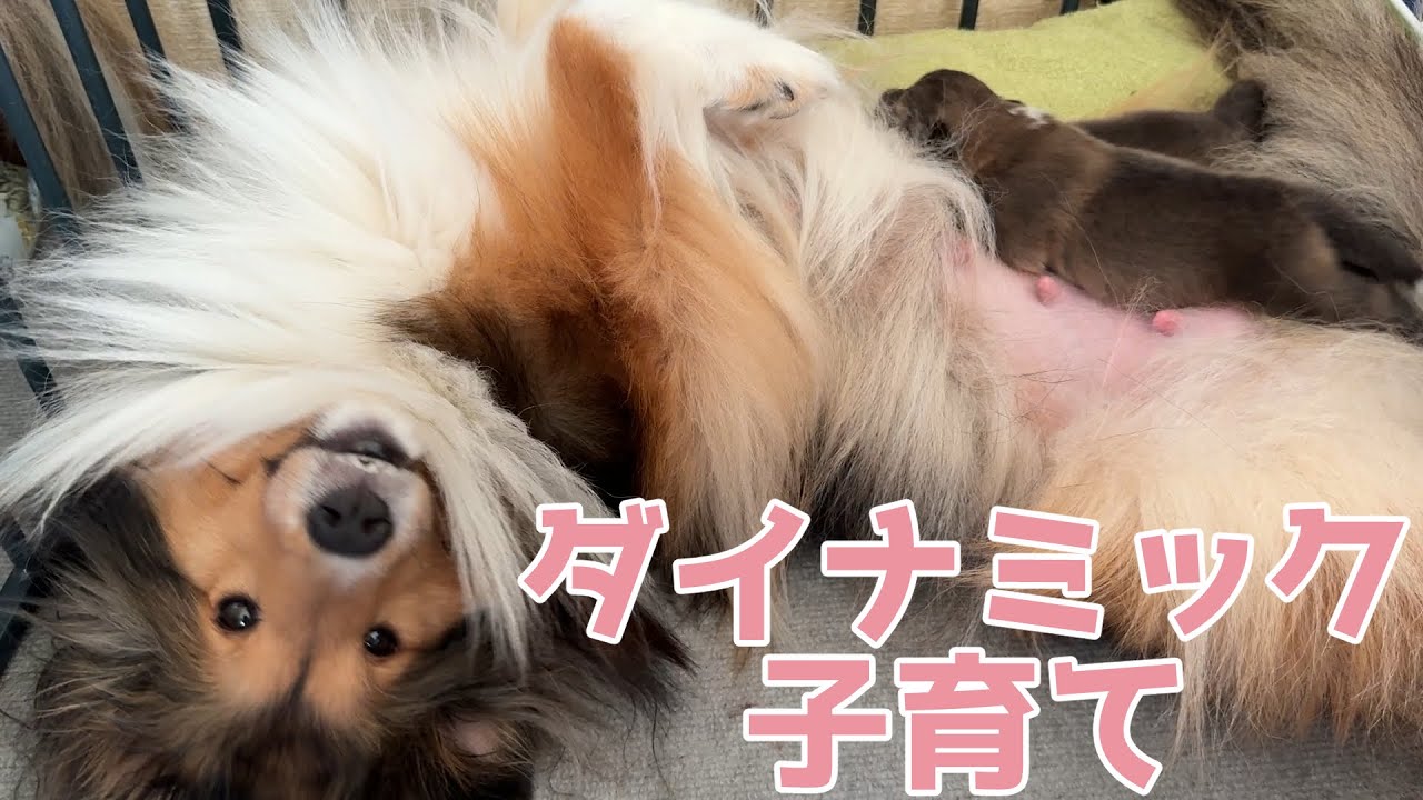 【シェルティ】ダイナミック子育て😂【パワフルだぁ】