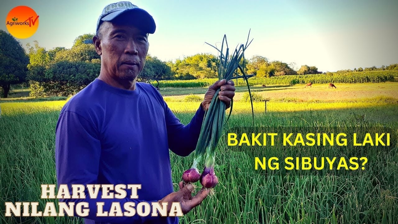 NAGTANIM NG LASONA PERO KASING LAKI NG SIBUYAS ANG BUNGA,  ANO ANG SEKRETO?