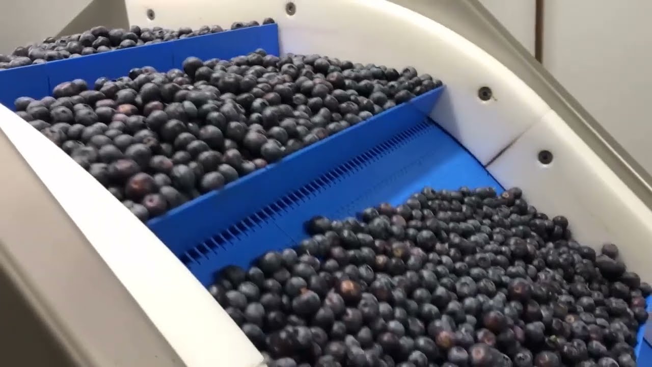 Оборудование для заморозки ягод. Заморозка голубики. Туннельная заморозка.