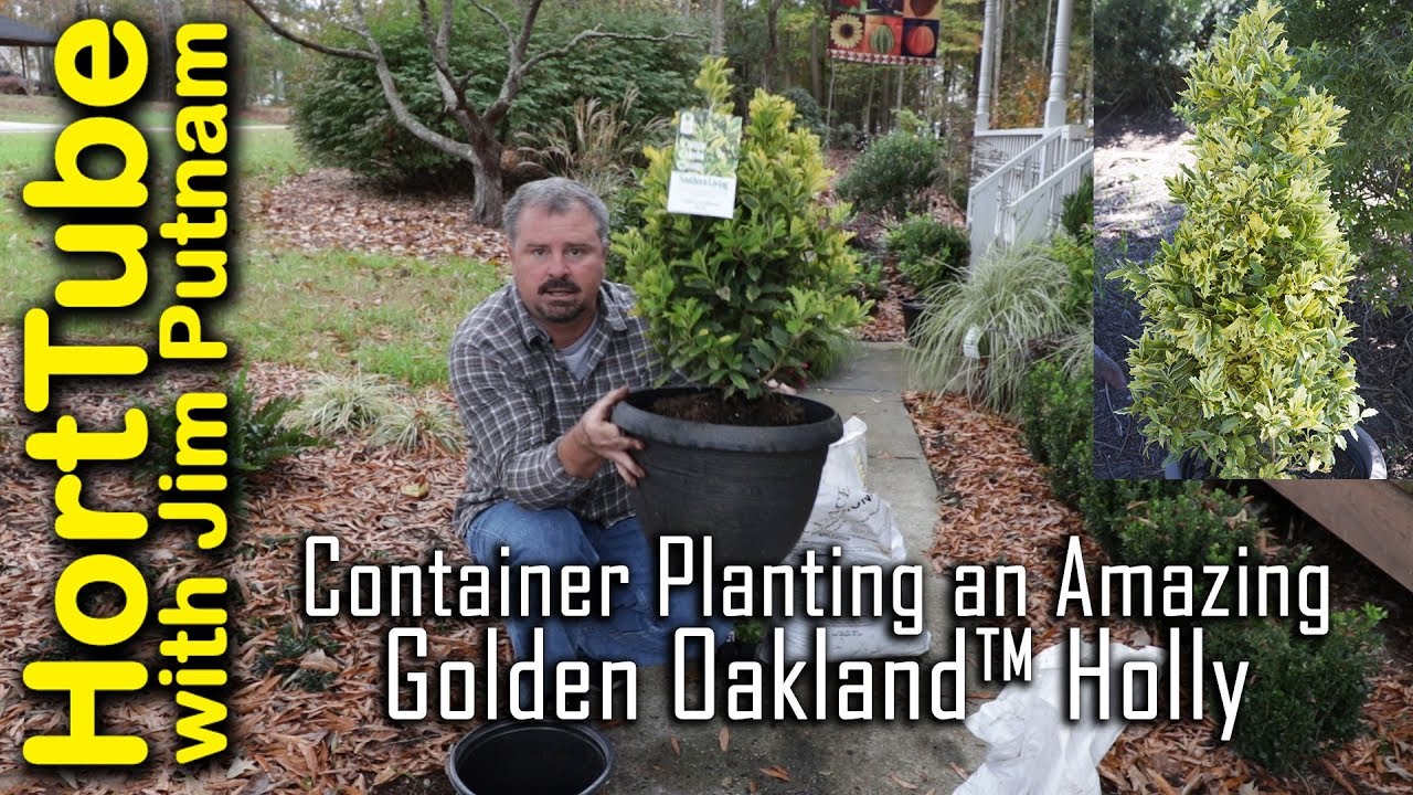 Container Planting an Amazing New Golden Oakland™ Holly