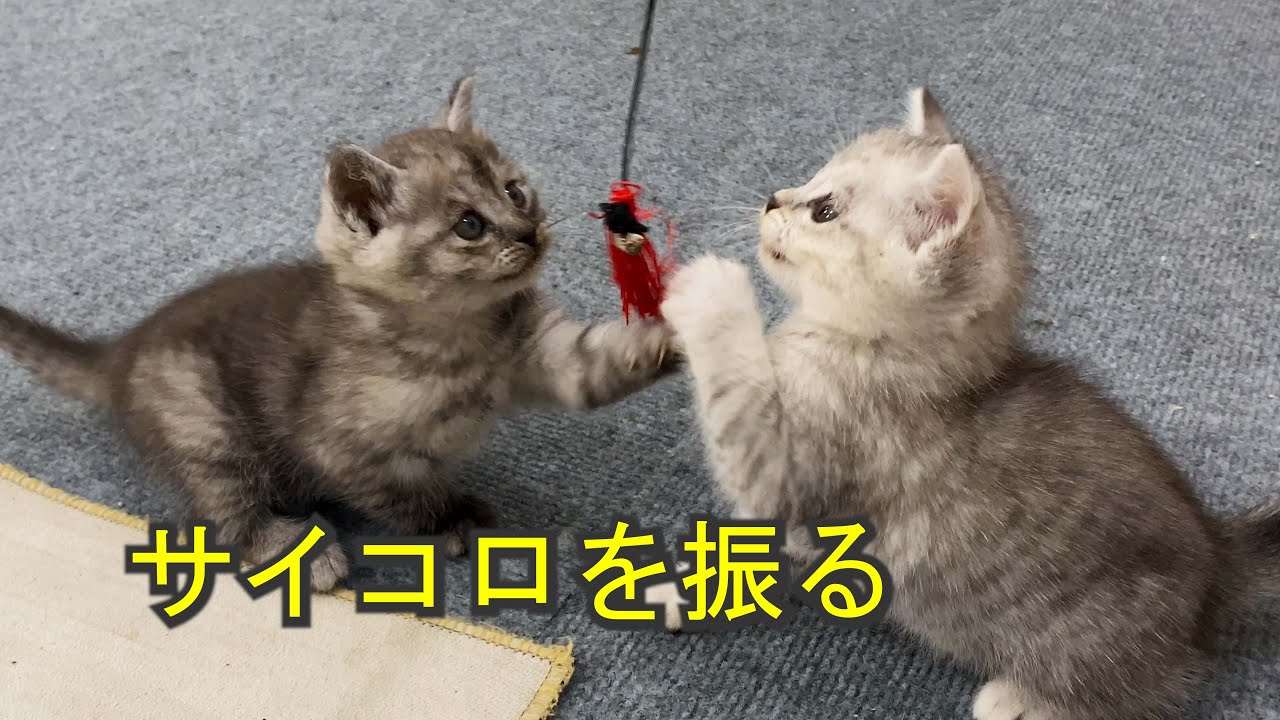 子猫の姉妹は、初めてドッグフードを食べたり、サイコロで遊んだりすることを学びます。