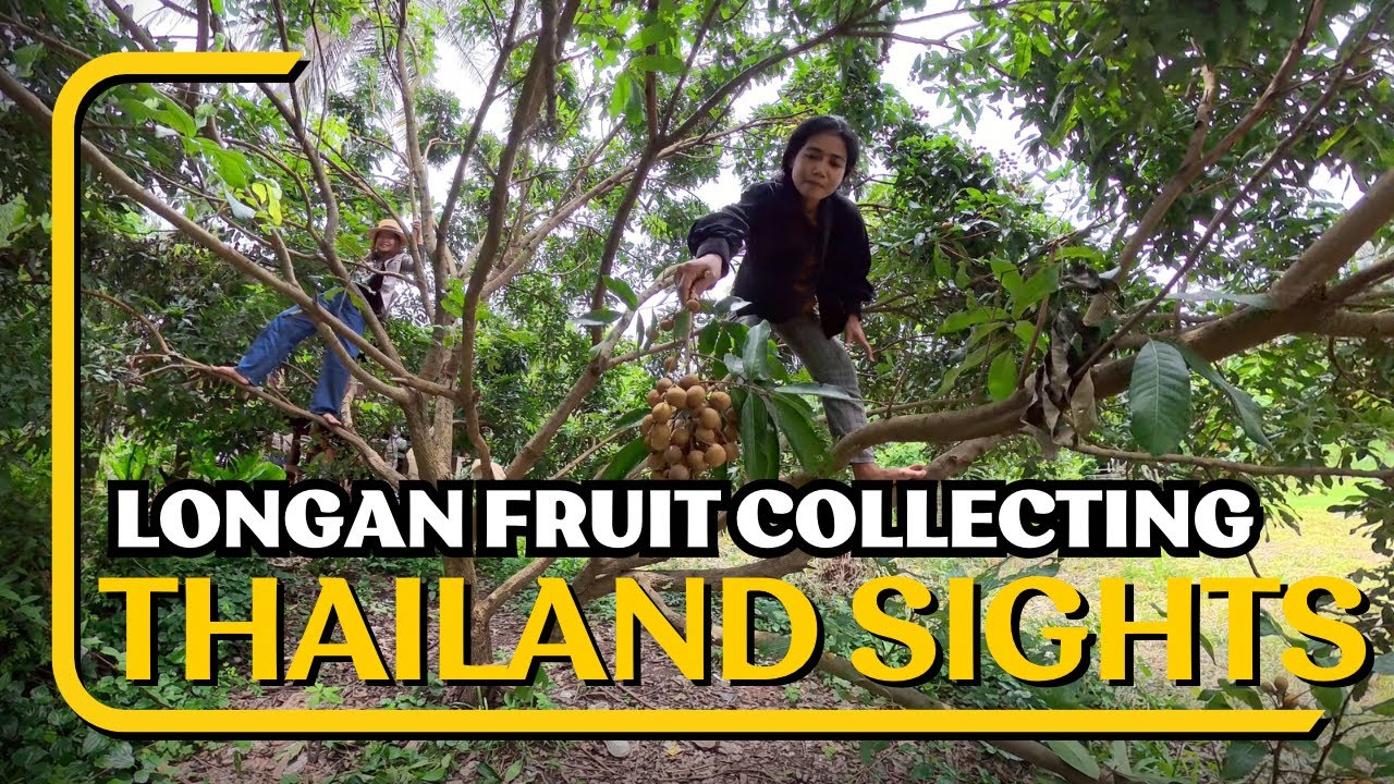 Longan fruit Collection 