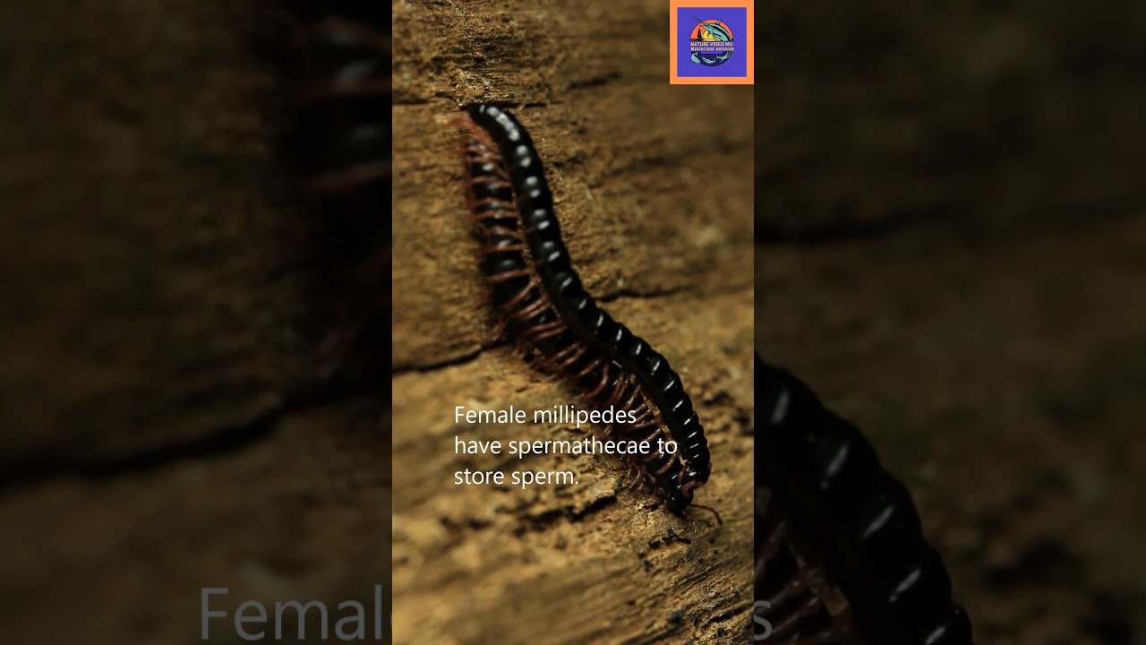 How do Millipedes mate