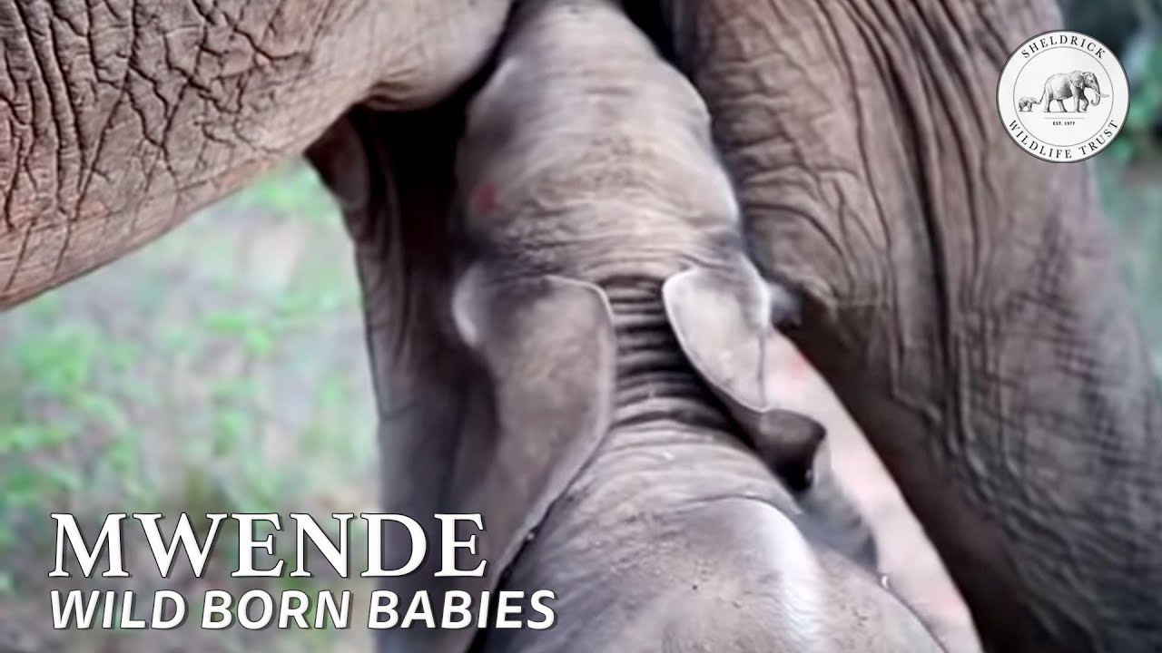 Mulika and her wild born baby | Sheldrick Trust