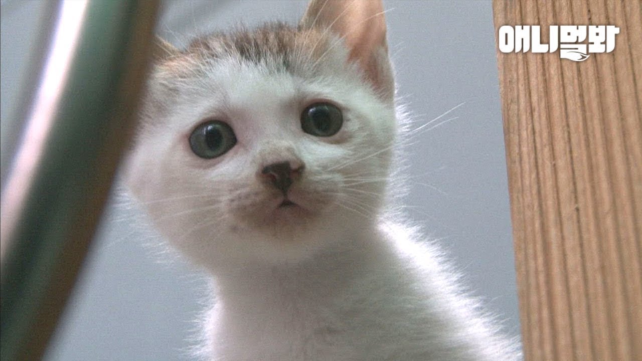 Котята записались в среднюю школу после рождения