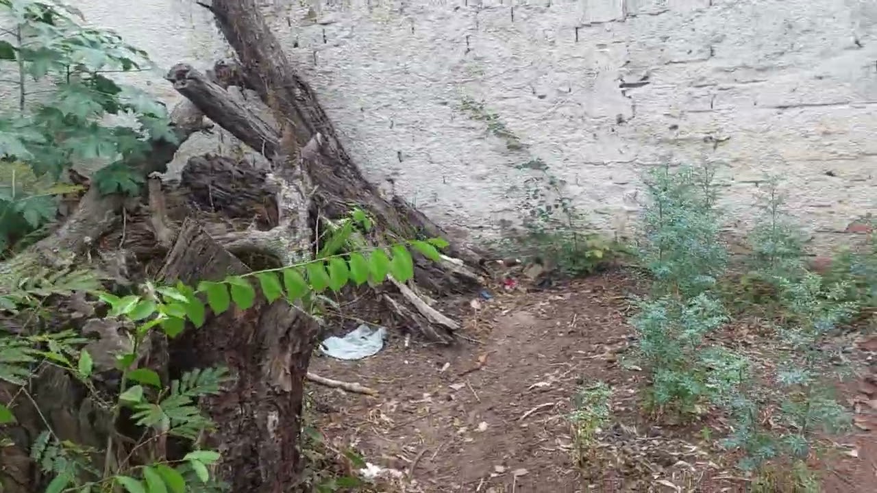 JARDIM BOTÂNICO  E SEMENTEIRA.  Em. Vitória de Santo ANTAO-PE. 