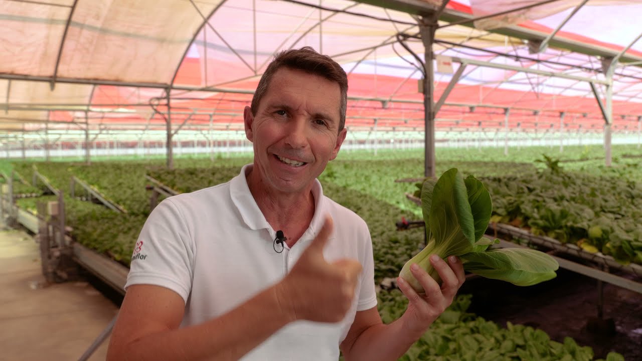 Invernadero de Pak Choi - Primaflor