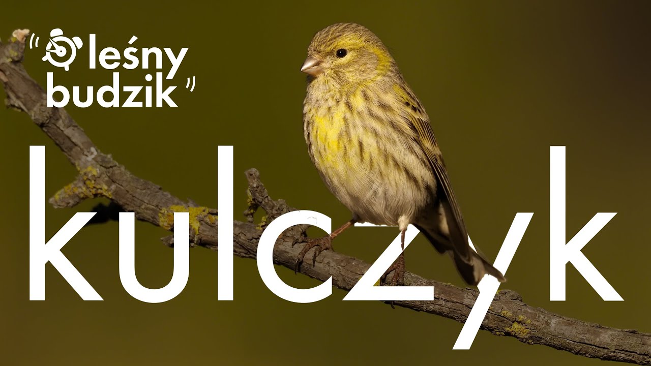 Leśny Budzik - Kulczyk