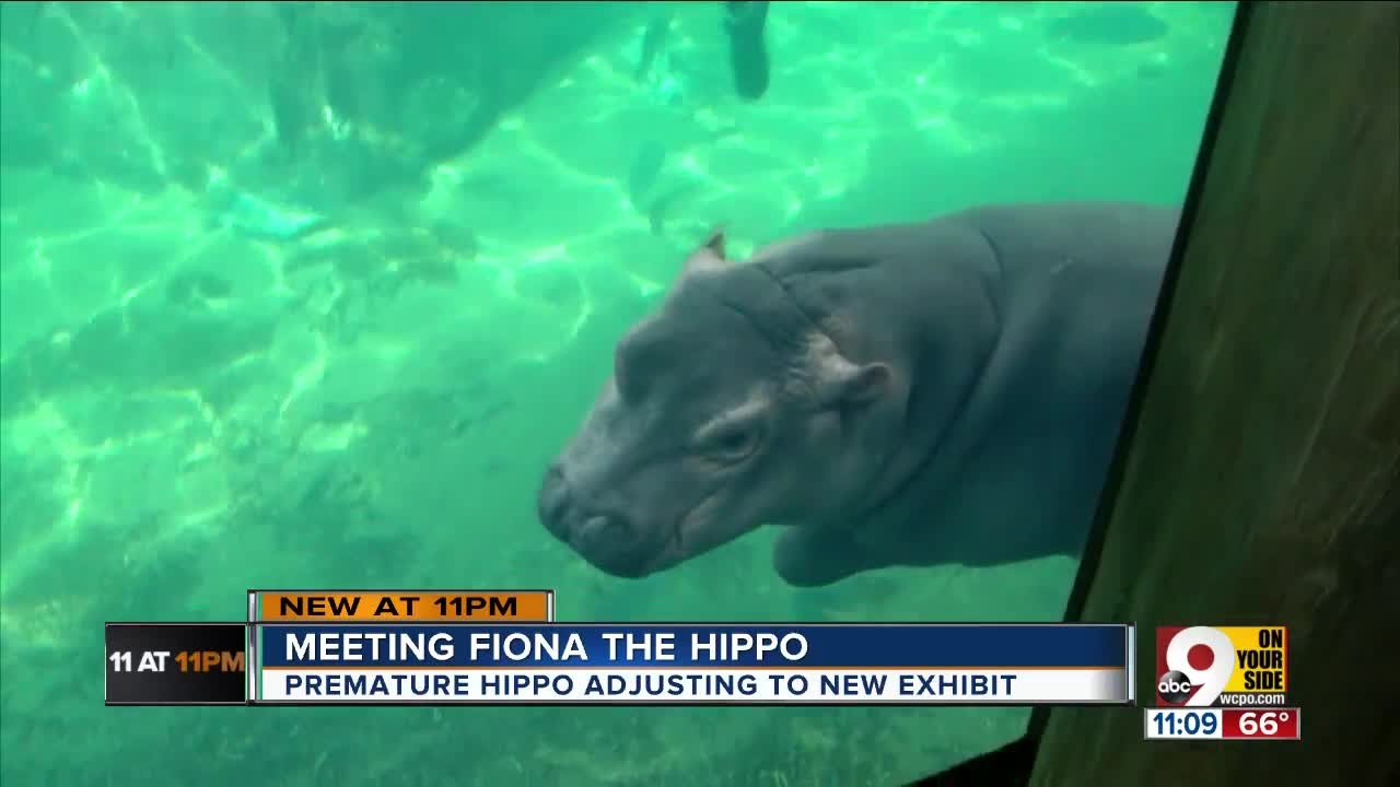 Premature baby hippo Fiona is 