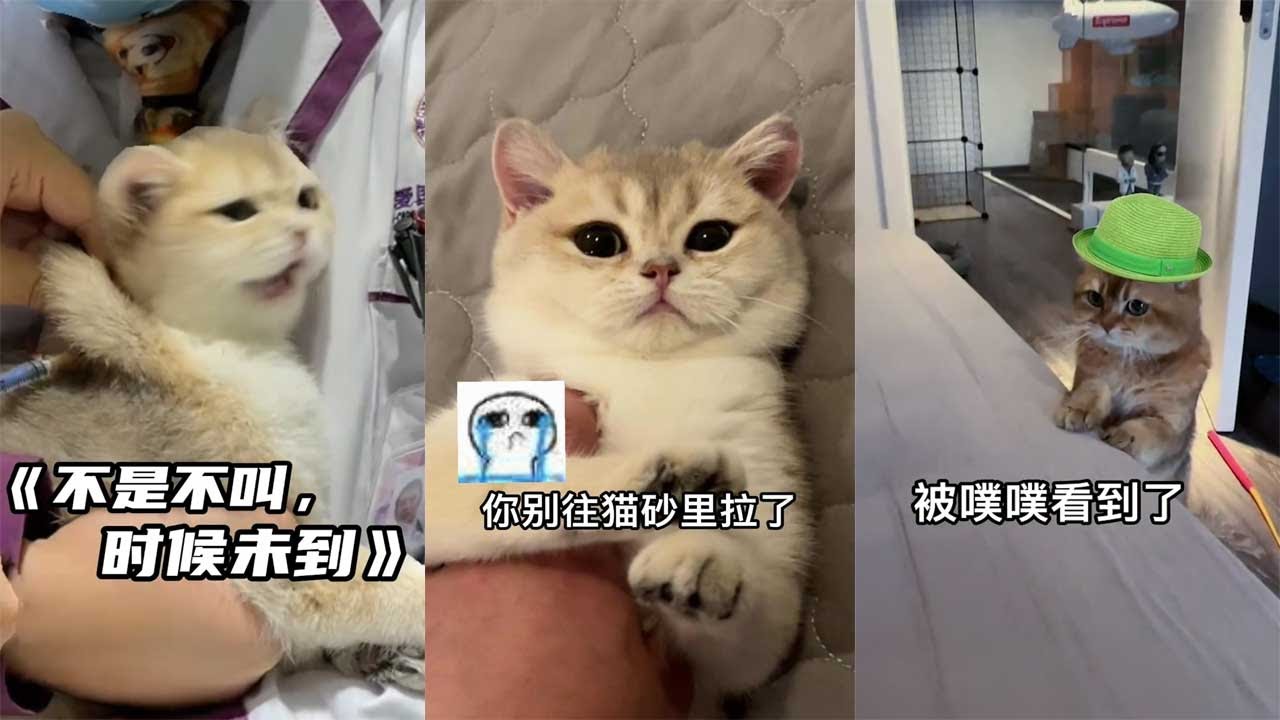 【PuPu噗噗】知道真相的我眼泪掉下来