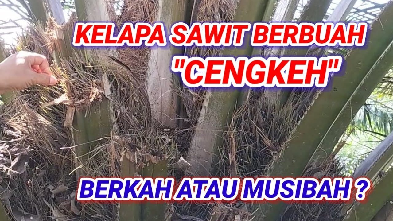 MENYIKAPI KELAPA SAWIT BERBUAH 