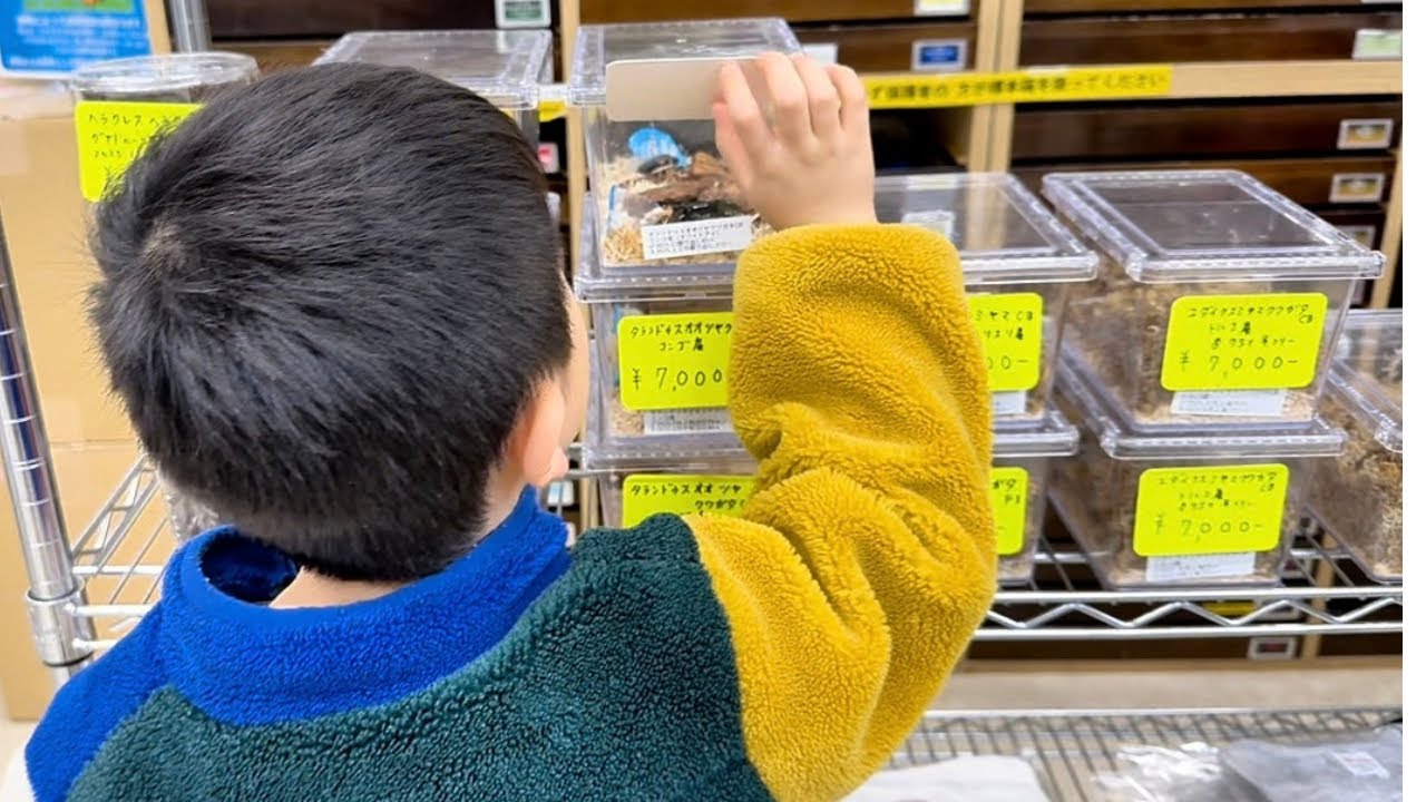 親子で迷ったクワガタ選び | 昆虫イベント