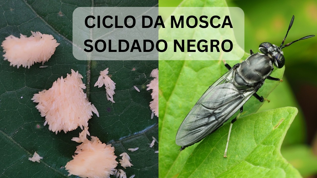 Mosca Soldado Negro De OVOS a Mosca adulta: O CICLO completo