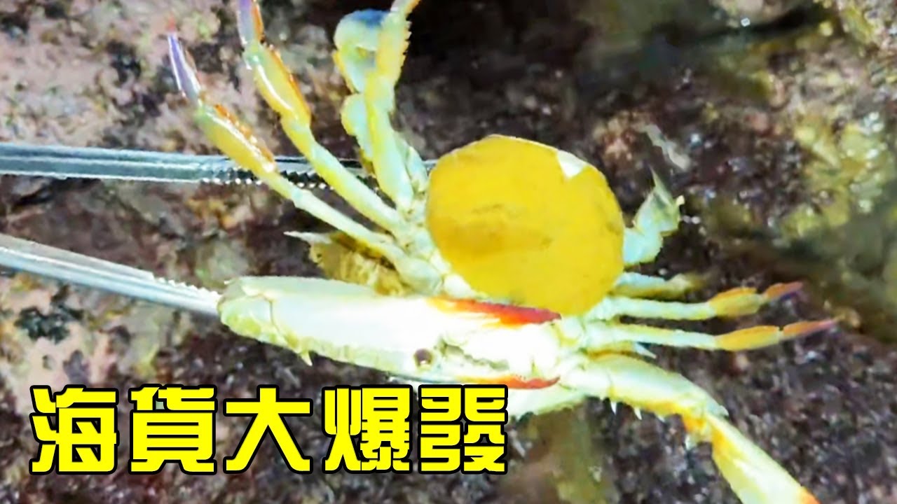 【猛貨合集】螃蟹赤菜遍地都是，紋頭螺大豐收，凌晨兩點起床趕海發大財！【漁小仙】