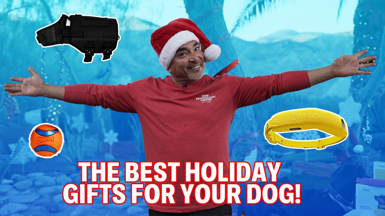 BEST GIFTS FOR YOUR DOG THIS HOLIDAY SEASON | DOG TIPS #9
