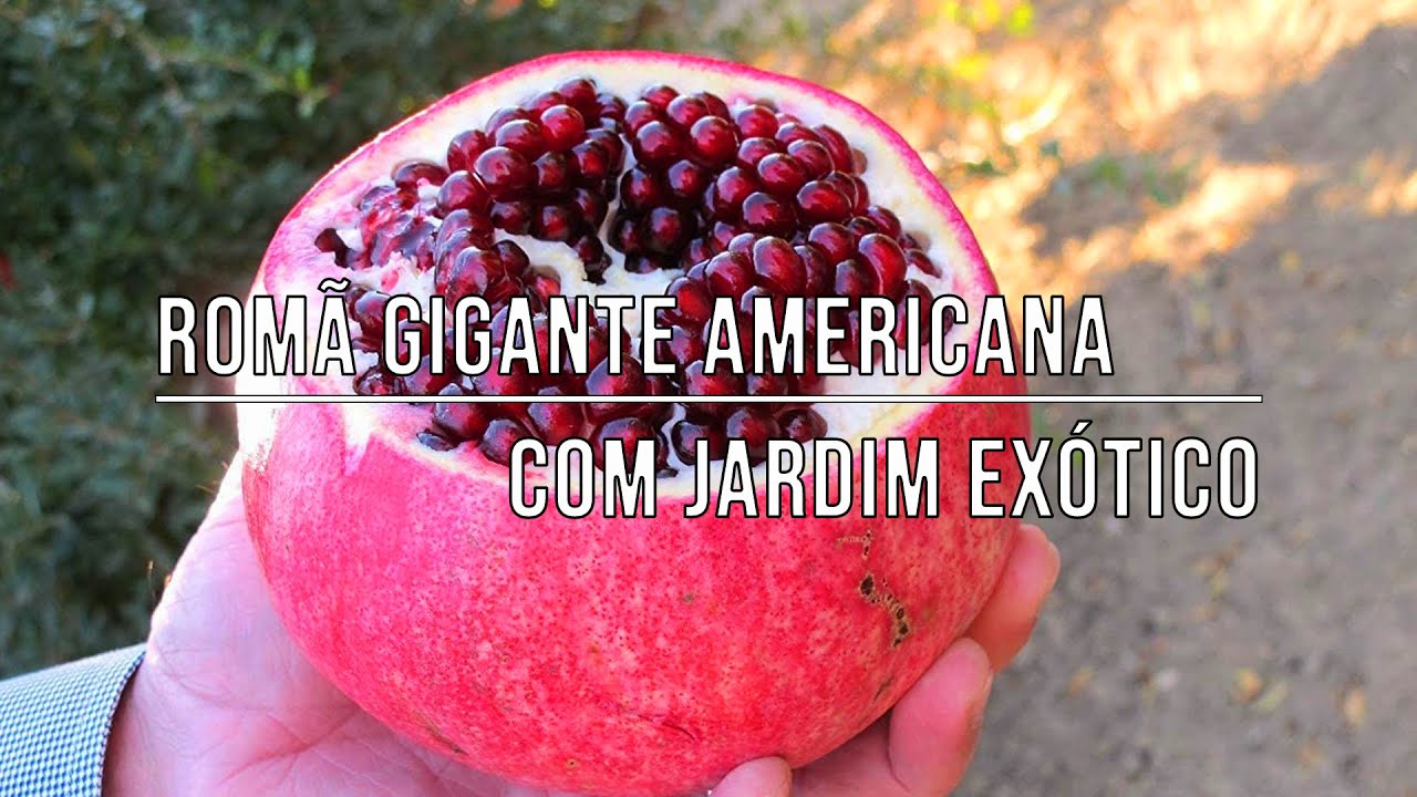 Romã Gigante em Vaso: O Guia para Cultivar a Maior Romã (Adubação e Poda Essencial)