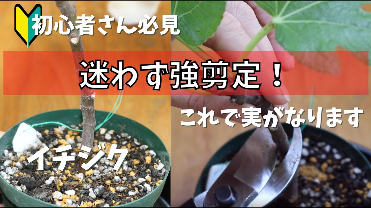 【イチジク】初心者さん必見！！迷わず強剪定。ちょっと気が早いですが剪定の動画になります。